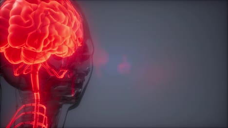 Human-Brain-Radiology-Exam